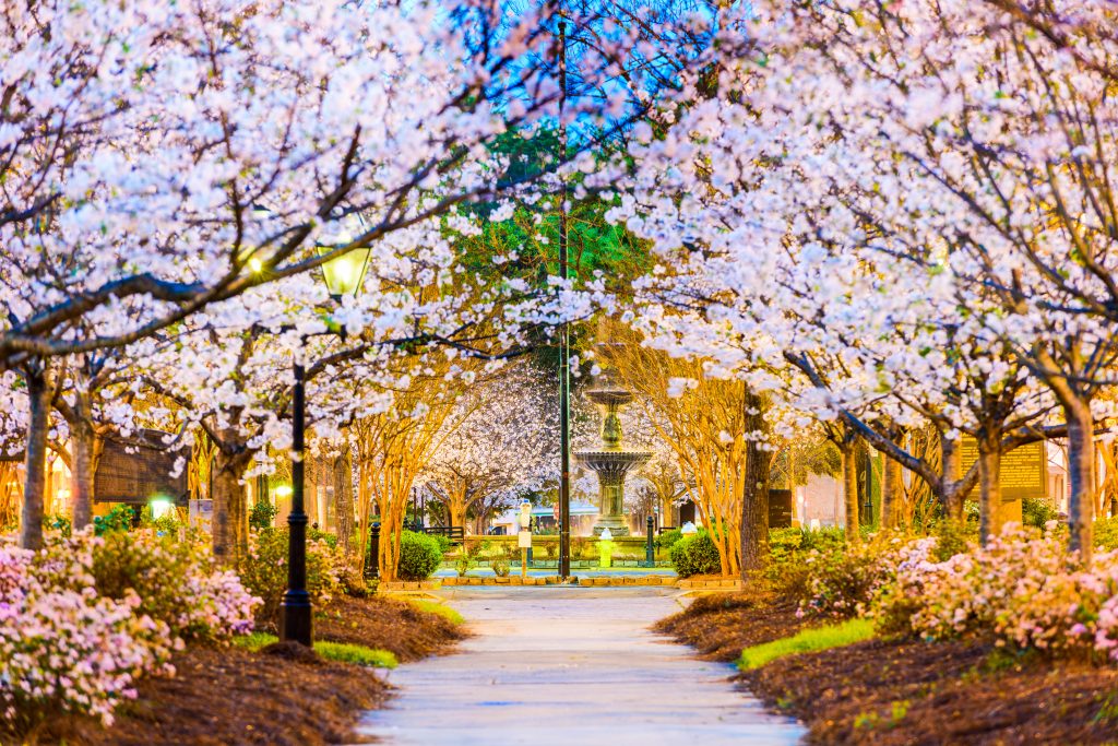 Looking down a path that is surrounded by Cherry Blossom trees in full bloom. One of the best hidden gems in Georgia. 