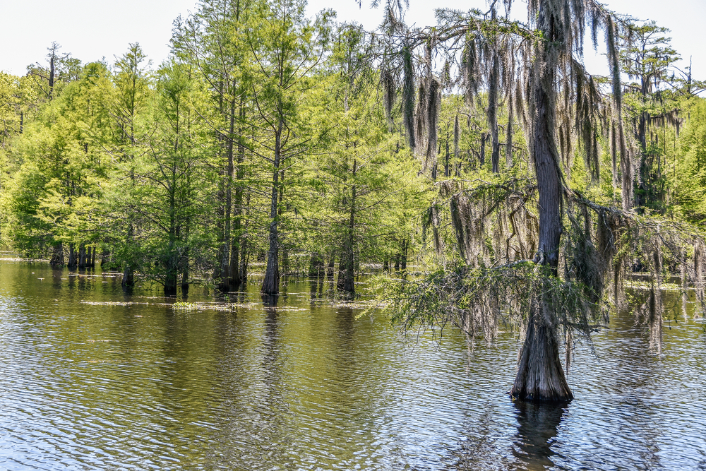 Trees with Spanish moss in water at Chicot State Park.
