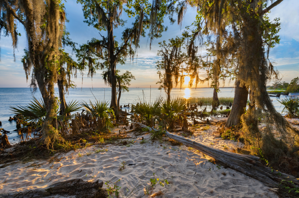 Sunset over water behind Spanish moss covered trees at Fountainebleau State Park in louisiana