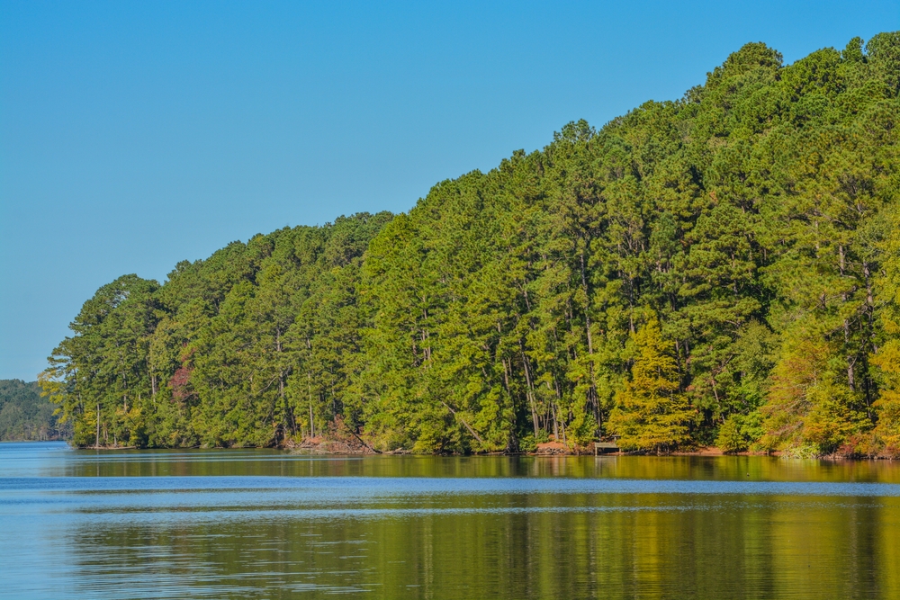 Beautiful green trees lining the lake at Lake Claiborne State Park.