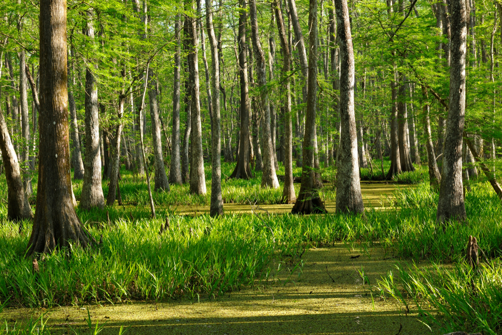 Green trees growing out of marshy water at Palmetto Island State Park.