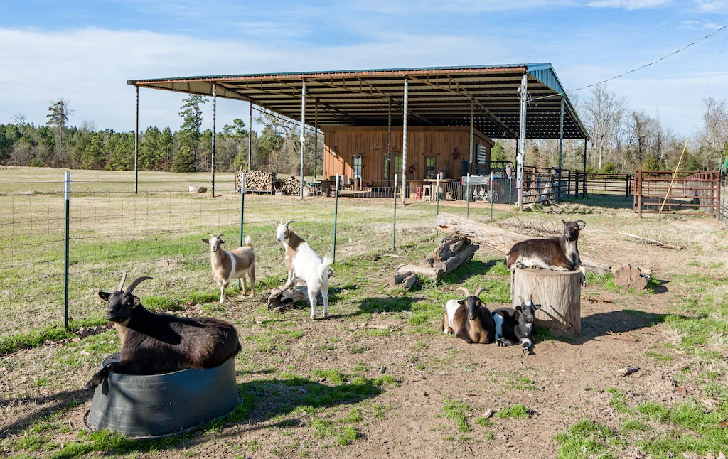 Cottage cabin rentals in Louisiana located on a farm with goats!