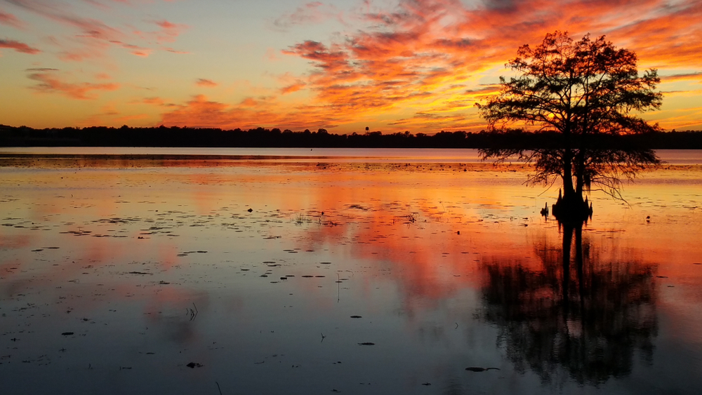 Bright orange and red skies with beautiful reflections in the water and a dark silhouette of a tree on lakes in georgia