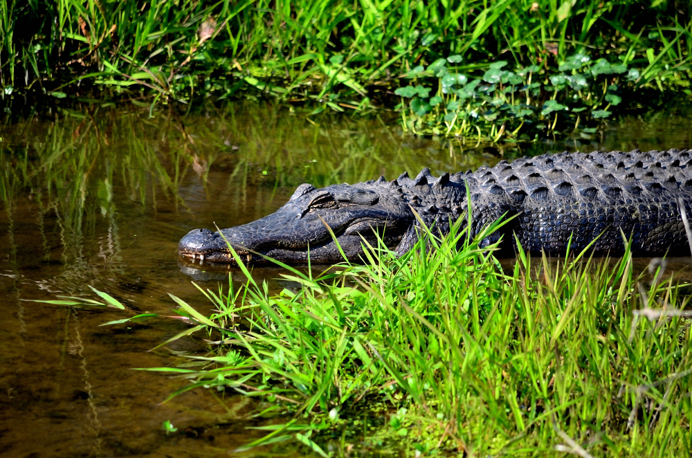 Alligator swimming at Magnolia Springs State Park in Georgia