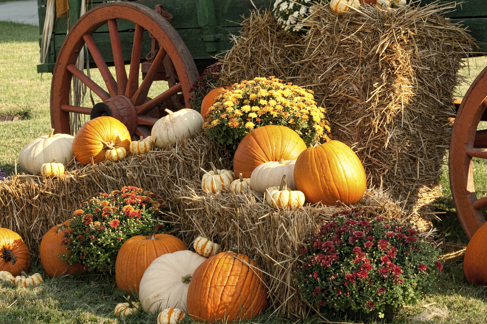 mix of orange and white pumpkins on hay at the pumpkin fest in franklin, NC