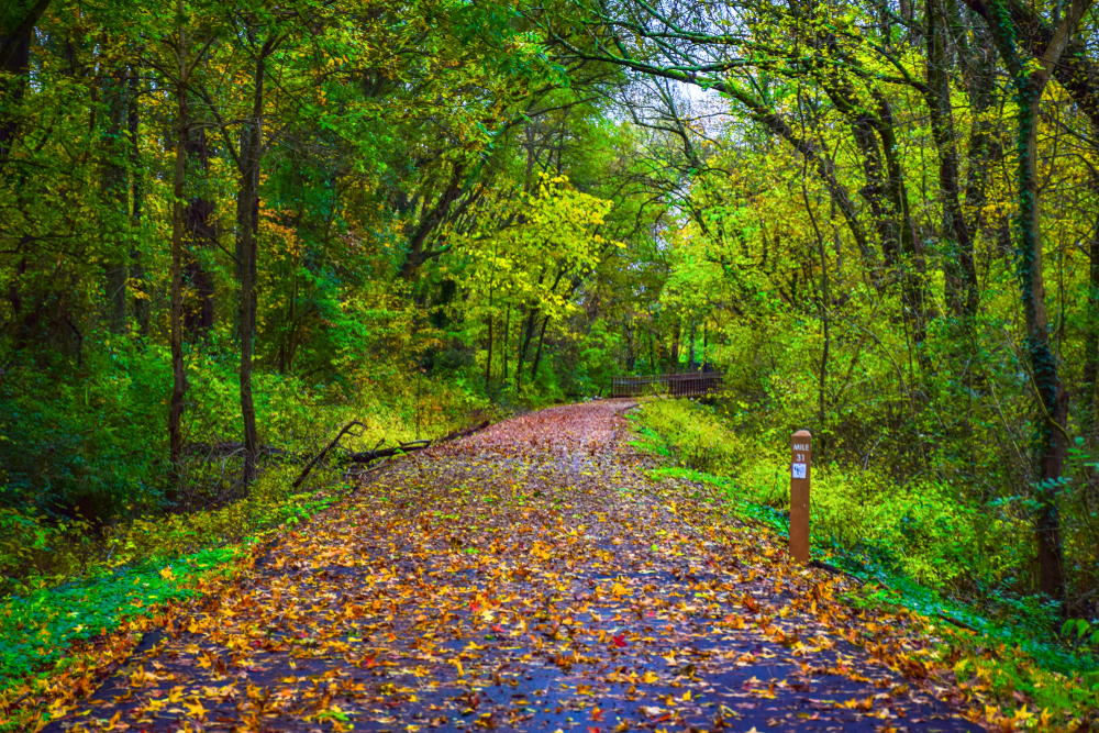 Leafy green trees enclosing a pathway looking towards a bridge on the Swamp Rabbit Trail