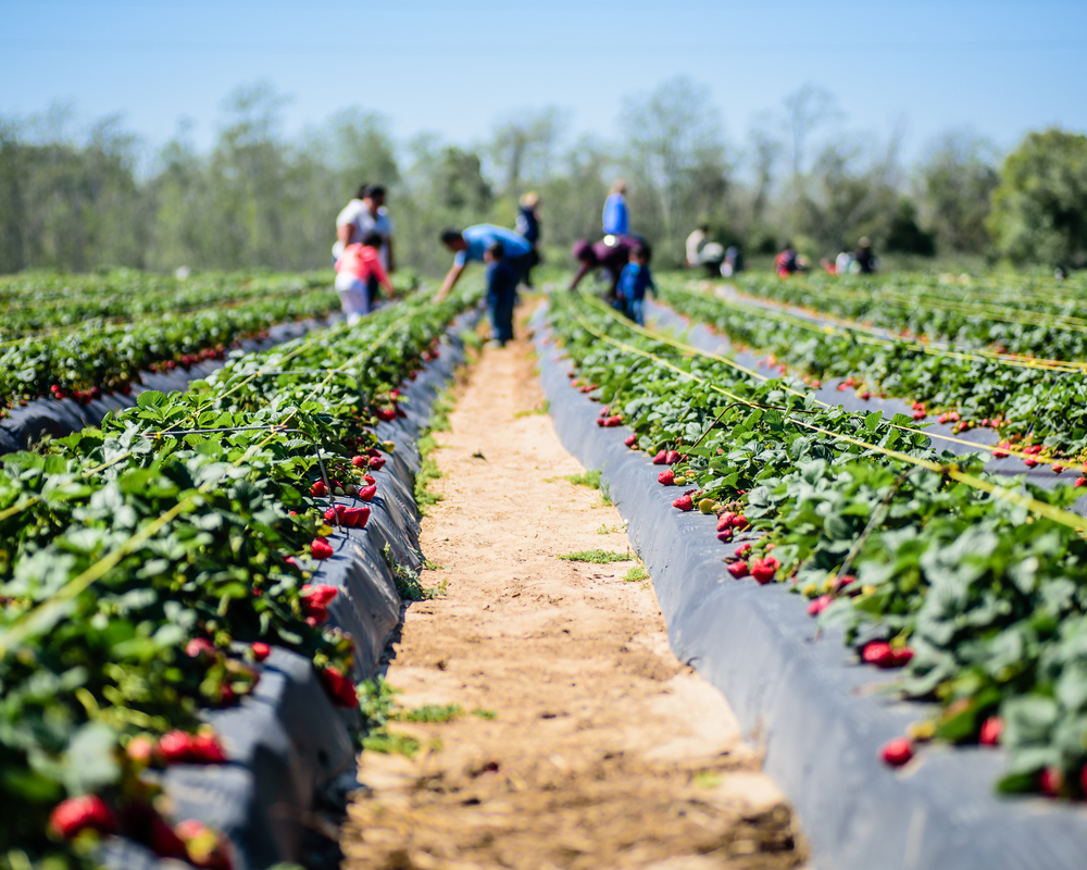 Picking strawberries in Virginia Beach 