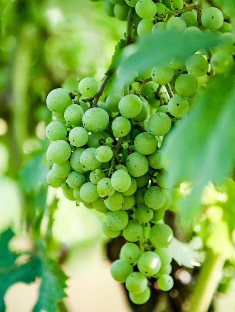 Green wine grapes 