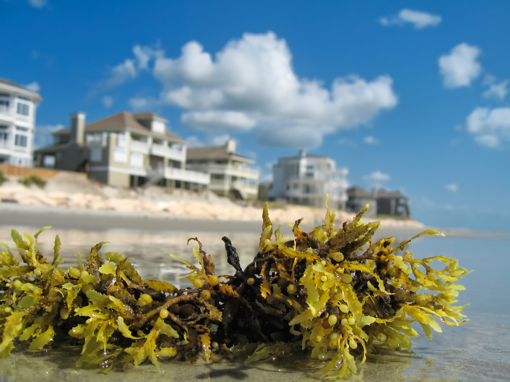 A close up of seaweed on the beach, with large houses our of focus in the distance. 