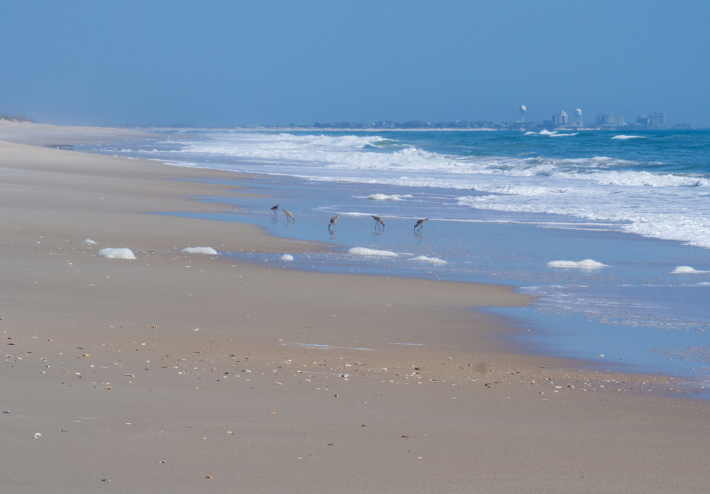 Five seagulls on the white sand beach at Masonboro Island, with white foam waves and a city in the distance. one of  the islands in north carolina