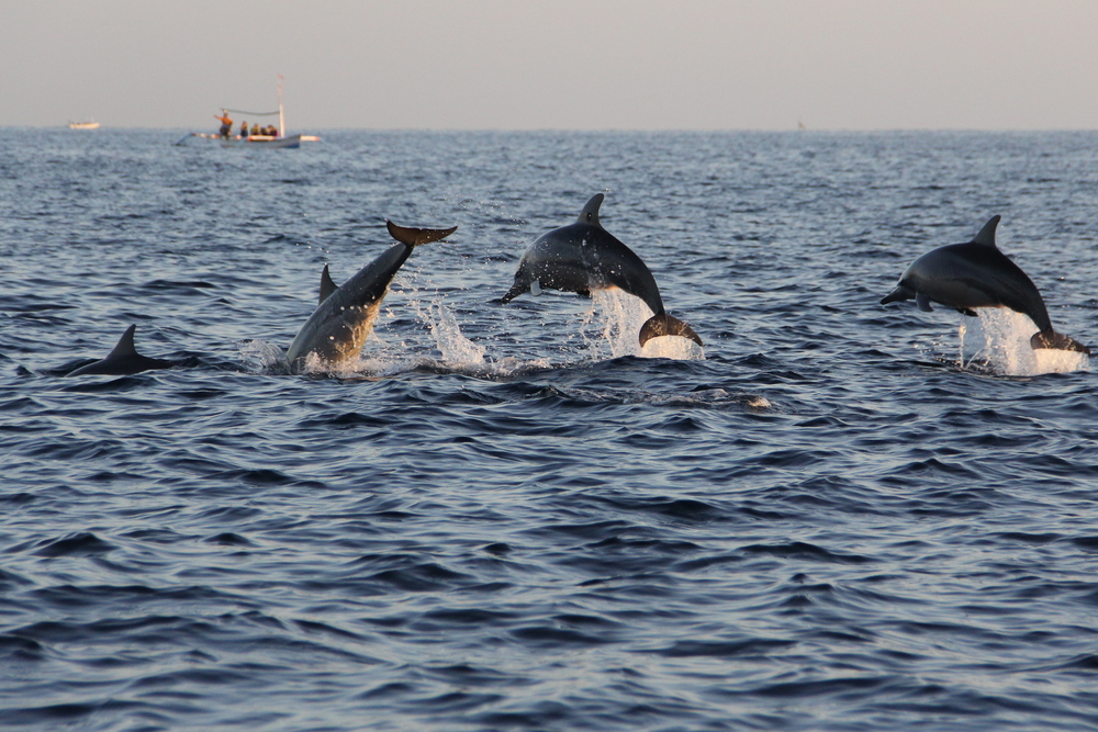 Best things to do in Virginia Beach dolphin tours 