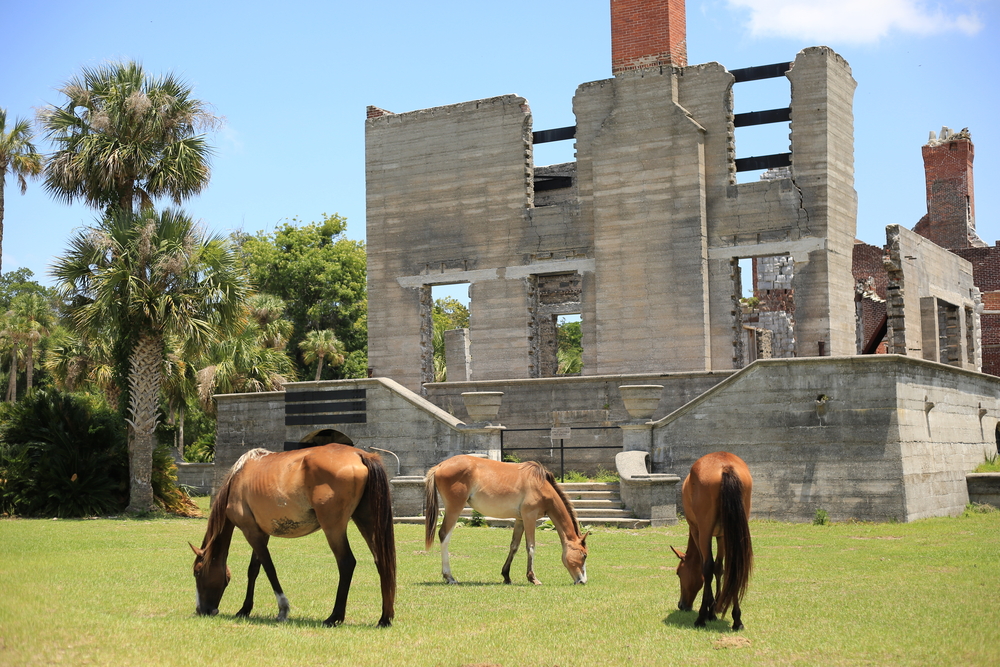 Wild horses on Cumberland Island in Georgia 