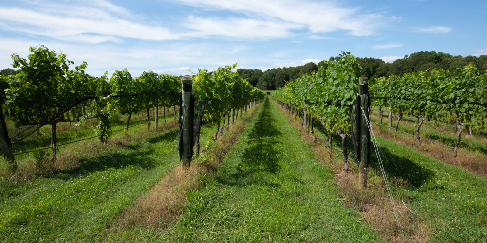 Green Vineyards in Virginia 