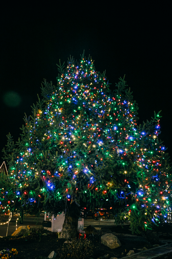 a large tree decorated with christmas lights