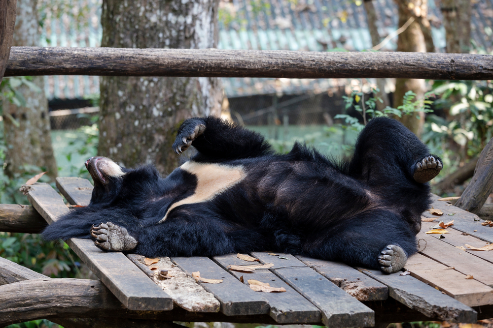 A black bear rolls around at the Noah's Ark Sanctuary, which is one of those free things to do in Atlanta! 