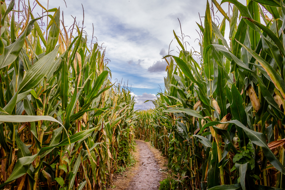 A corn maze cut out of a corn field.A path leads through teh tall corn. 
