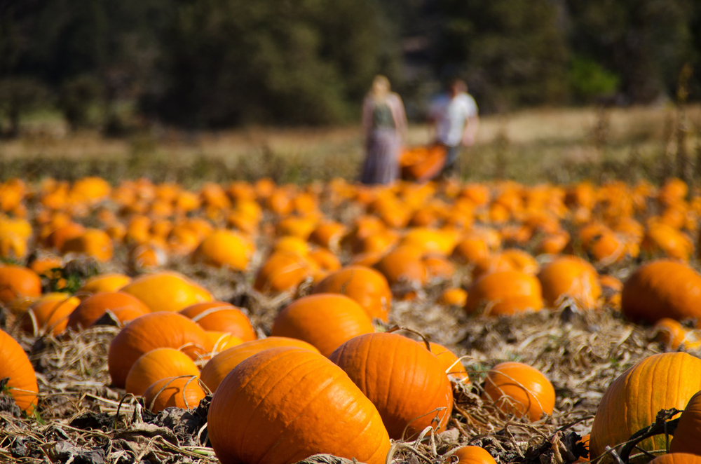 A pumpkin patch with people blurred out in the background 