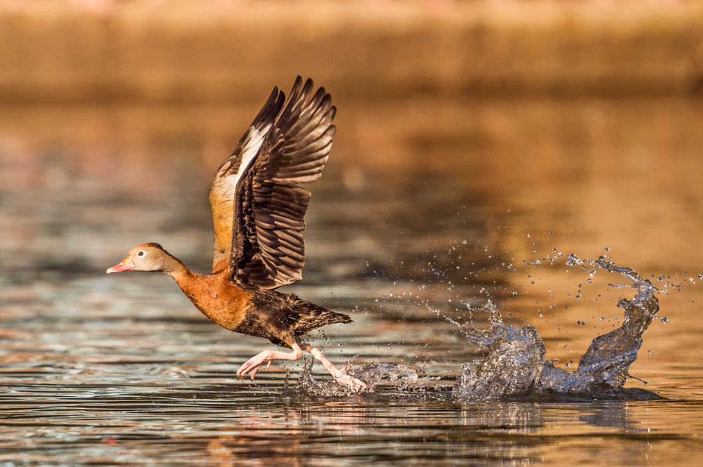 great image of a bird skimming the water surface- bird watching is one of the things you can do in shreveport