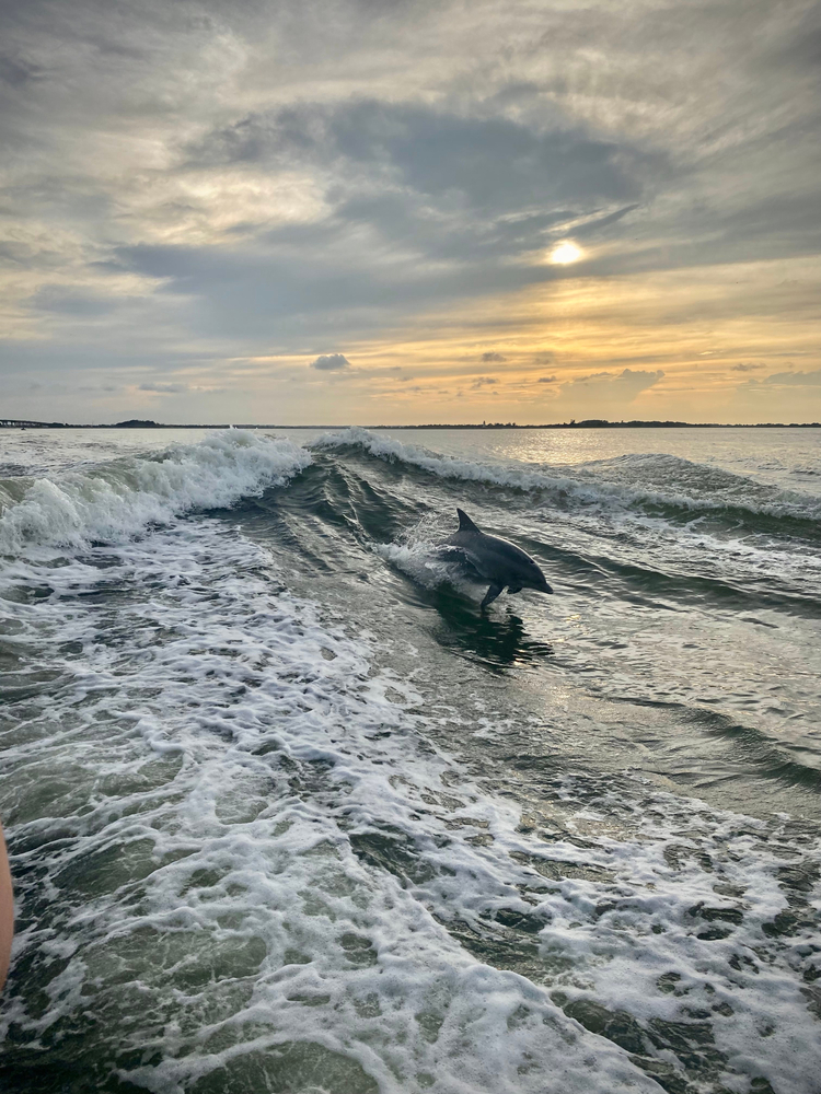Dolphins playing in the water on Tybee Island. Watching dophins is one of the things to do in Tybee Island.    