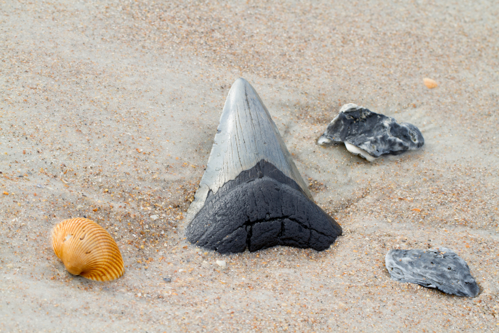 Fossils on the sand. There are four fossils and one is a large tooth. 