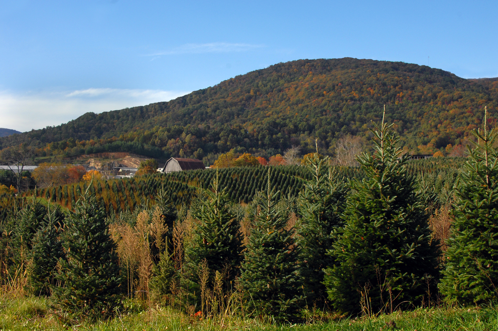 christmas tree farm in virginia with blue skies and fall foliage 
