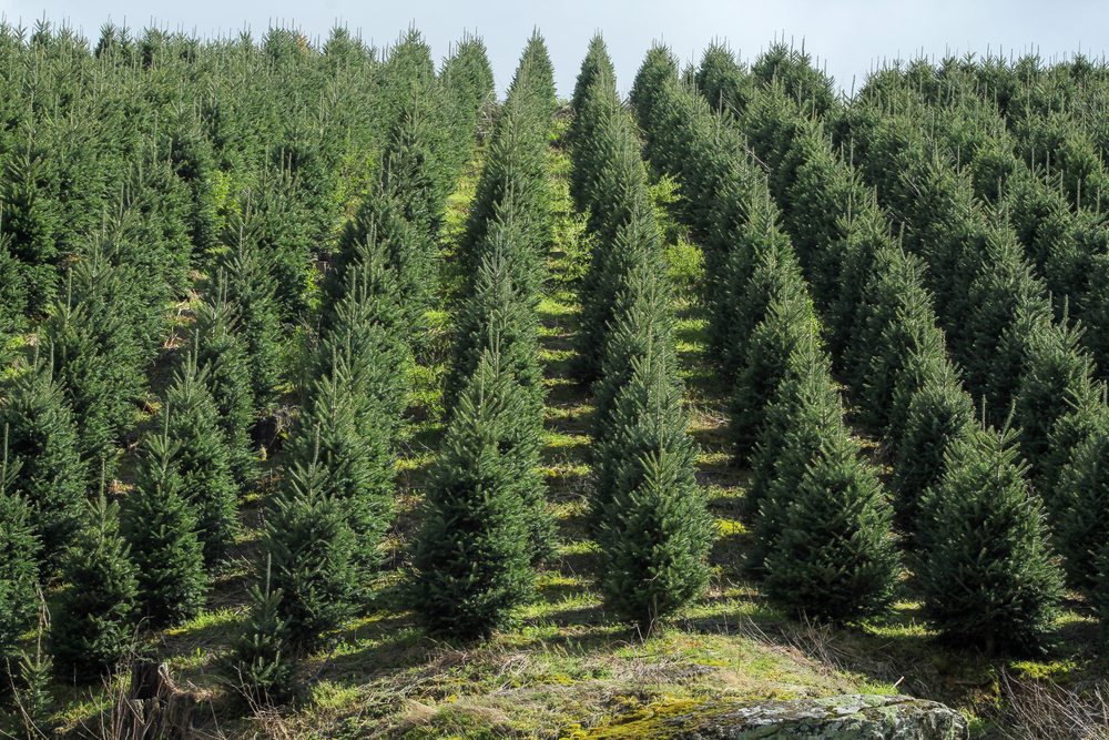 rows of trees at a Virginia christmas tree farm 