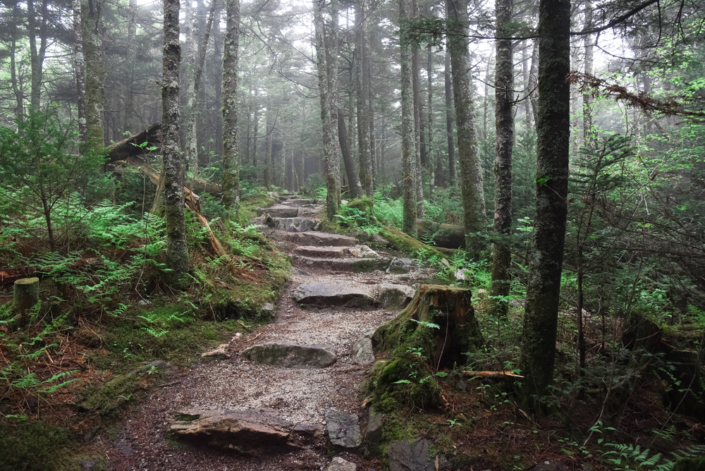 A rock staircase winds through a foggy forest on the Deep Gap Trail.