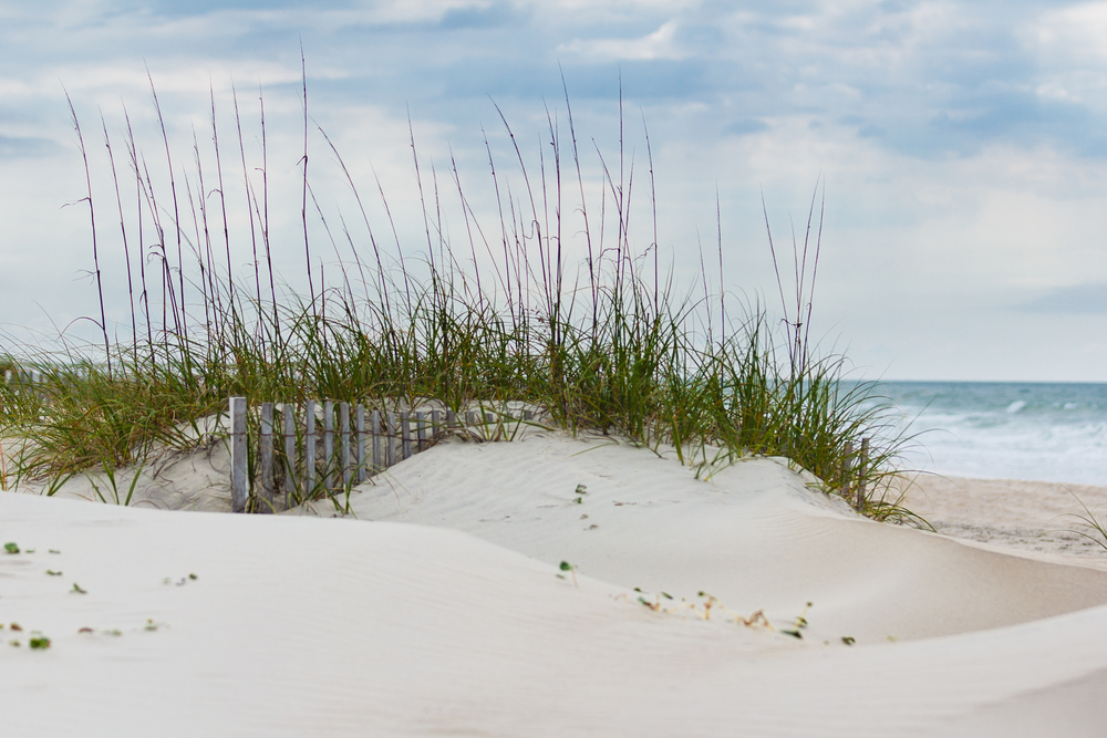 Tall grass and white sand on the beach with blue sky. 
