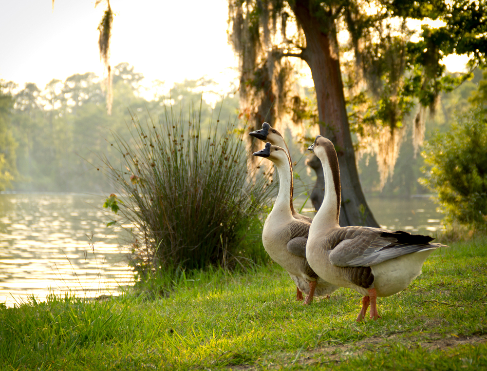 Three Chinese geese on the shore of the lake at Sam Houston Jones State Park, one of the best things to do near Lake Charles Louisiana
