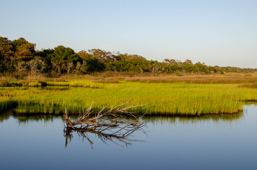 Isolated tree in the marsh Green marsh grass against blue sky and water. 