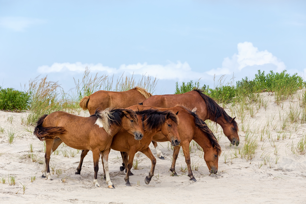 beach towns in Virginia Chincoteague Island with horses 