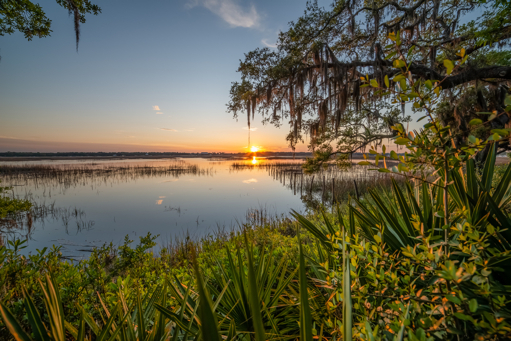 Like the ocean, the rivers and wetlands in beach towns in South Carolina are home to many activities and wonderful wildlife that draws guests there each year. 