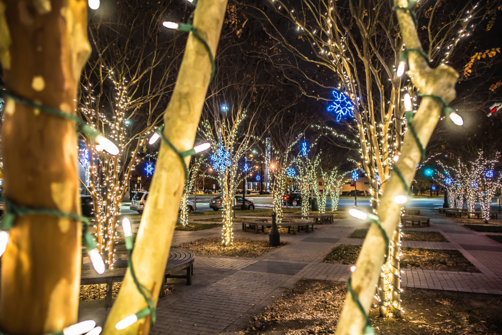 rows of trees with lights on them at christmas in north carolina