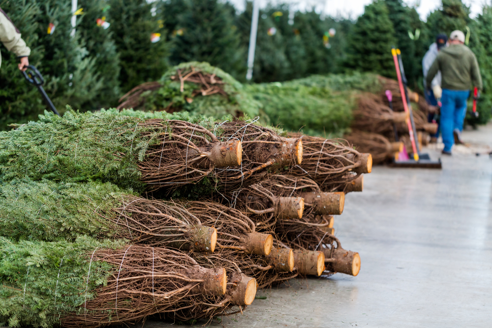 Wrapped up firs lay in piles on the side of one of the Christmas tree farms in North Carolina, waiting to be distributed for the holiday season. 