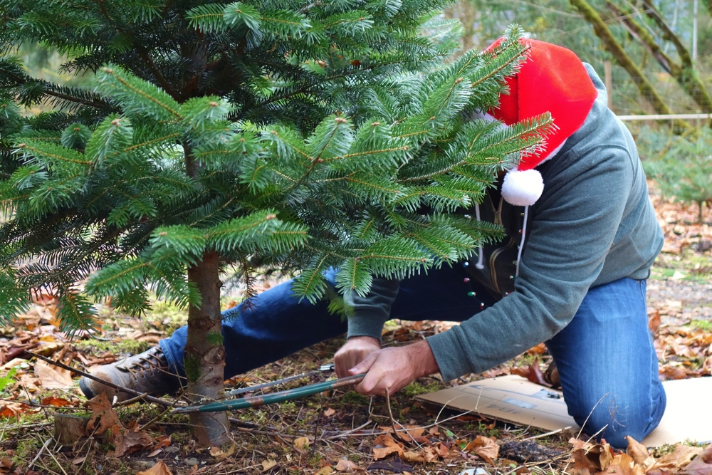 A man in a Santa hat saws at a trunk of a tree at one of the many choose and cut Christmas tree farms in North Carolina. 
