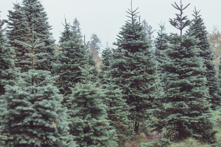 11 Best Christmas Tree Farms in North Carolina Southern Trippers