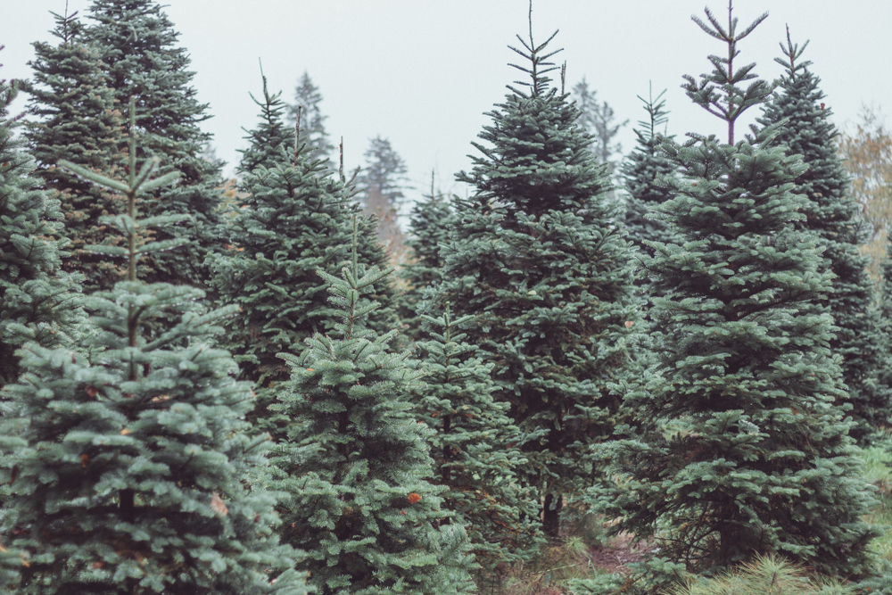 The trees in this photo are tall and have a gloomy appearance to them due to the grey sky behind them: they are huddled together in rows at one of the Christmas tree farms in North Carolina. 