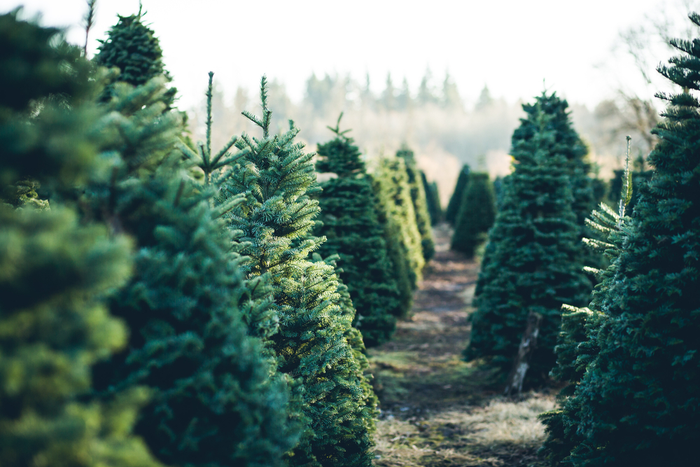 This zoomed in photo shows the many options of trees in regard to size and type at the Christmas tree farms in North Carolina. 