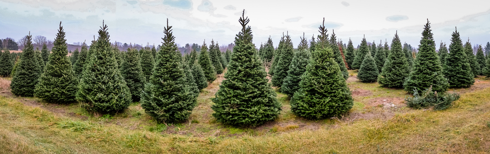 The panoramic photo shows a long, wide shot of at least 10 rows of growing Christmas trees at one of the many Christmas tree farms in North Carolina. 
