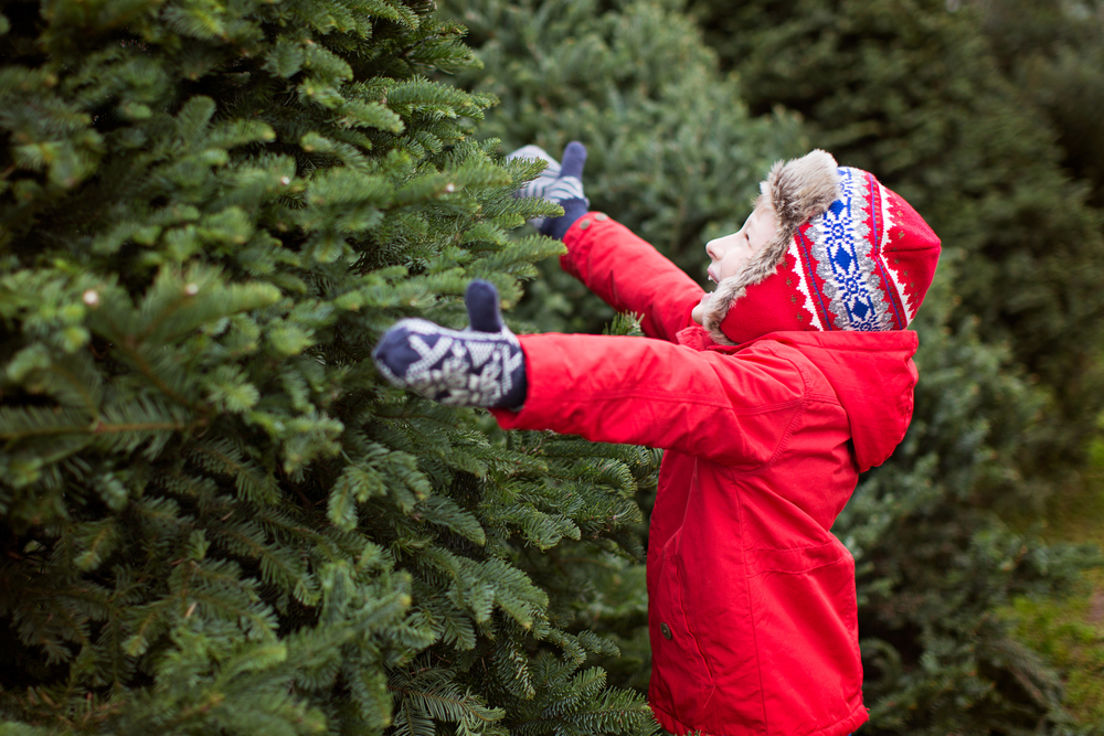 A young child in mittens and a red, puffy jacket smiles as he embraces his own choose and cut tree at one of the many Christmas tree farms in North Carolina. 