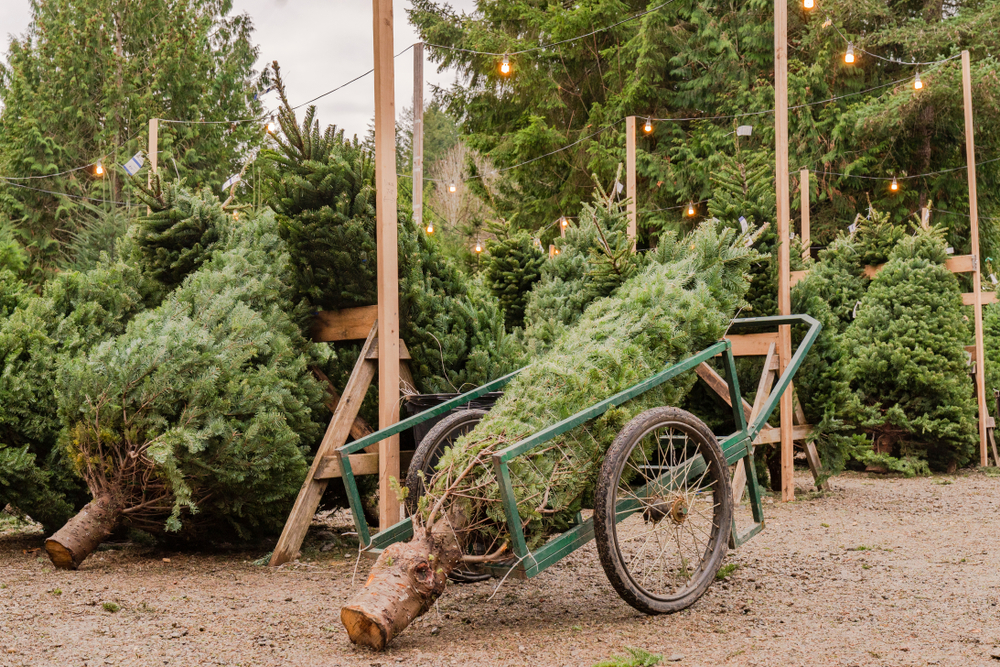 A Christmas tree is wrapped up and loaded into a wagon, ready to be taken home 