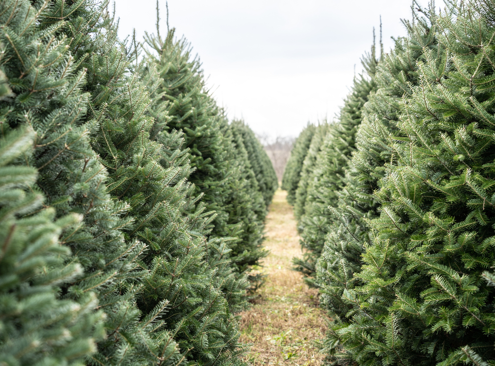 This photo shows a zoomed in perspective of a row of Christmas trees 