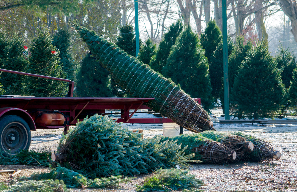 This is another photo where wrapped up and packaged Christmas trees lean against transportation, ready to leave one of the Christmas tree farms in North Carolina for a family's home.