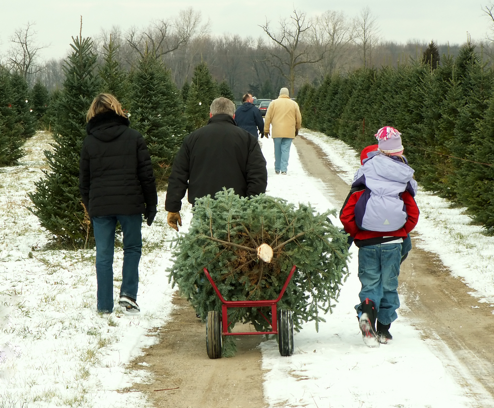A family walks down a paved path, dragging a Christmas tree from one of the Christmas tree farms in North Carolina behind them. You can see their car in the distance. 