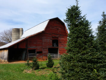 red barn with blue sky at one of the christmas tree farms in north carolina