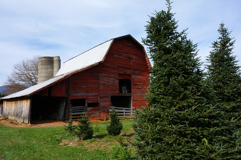 red barn with blue sky at one of the christmas tree farms in north carolina