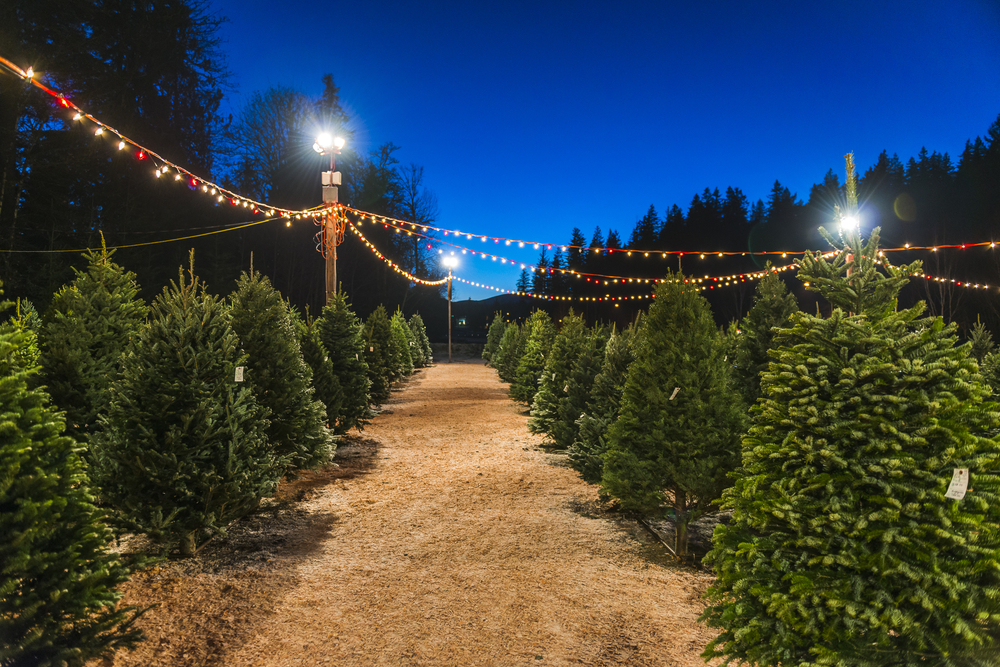 This photo of one of the many Christmas tree farms in North Carolina shows rows of firs at night time, with lights strung above them.