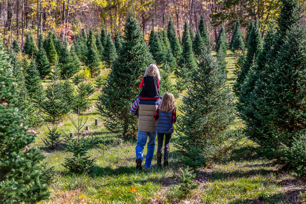 A family walks through the rows of firs in one of the many North carolina christmas tree farms