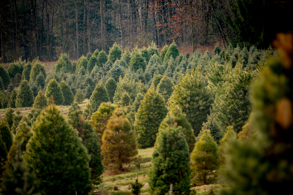 view of a christmas tree farm in virginia with woods in the background 