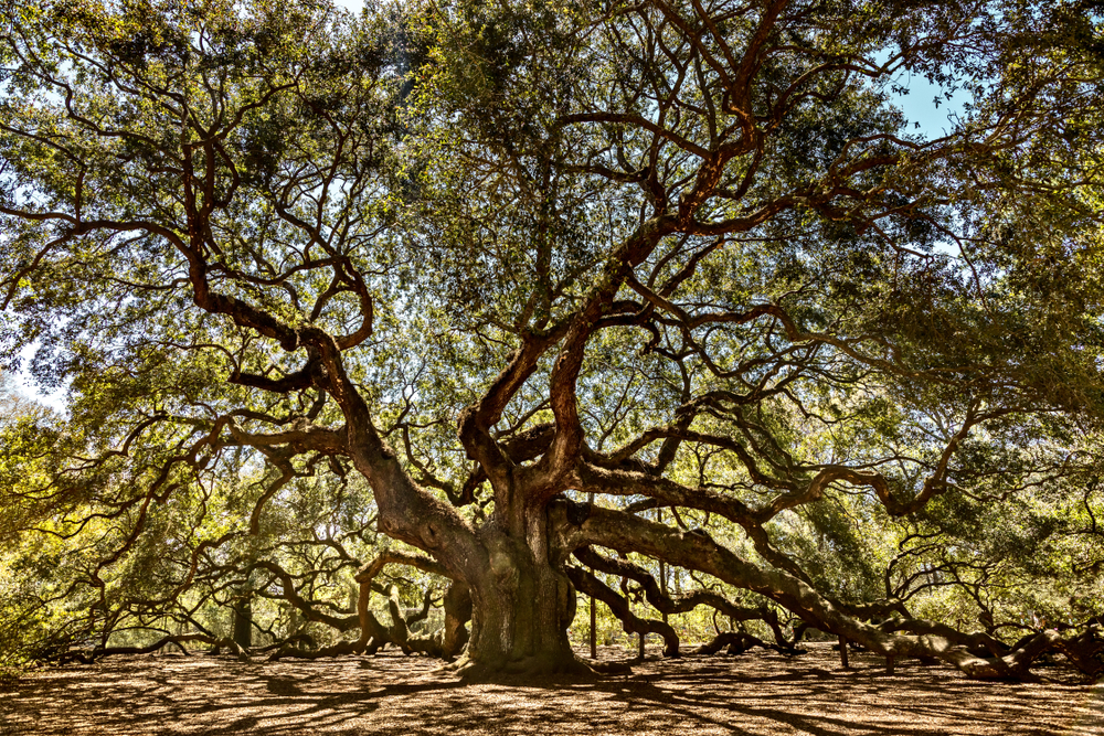 photo of angel oak tree, the largest tree on Johns island, one of the prettiest islands in South Carolina 